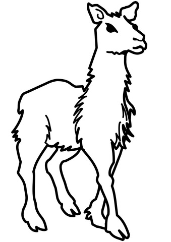 Llama  Coloring Page